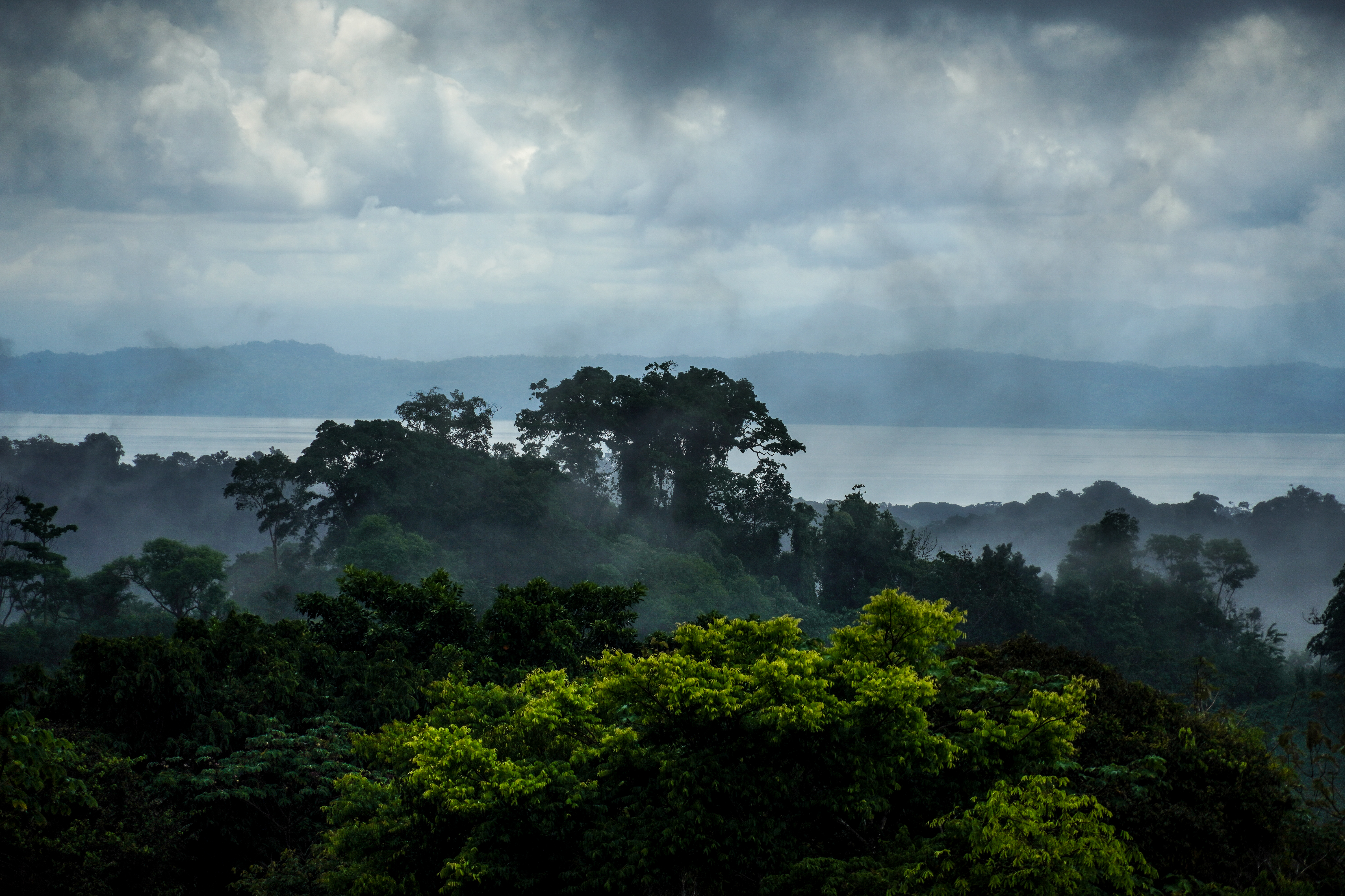 Tree at farm in Costa Rica