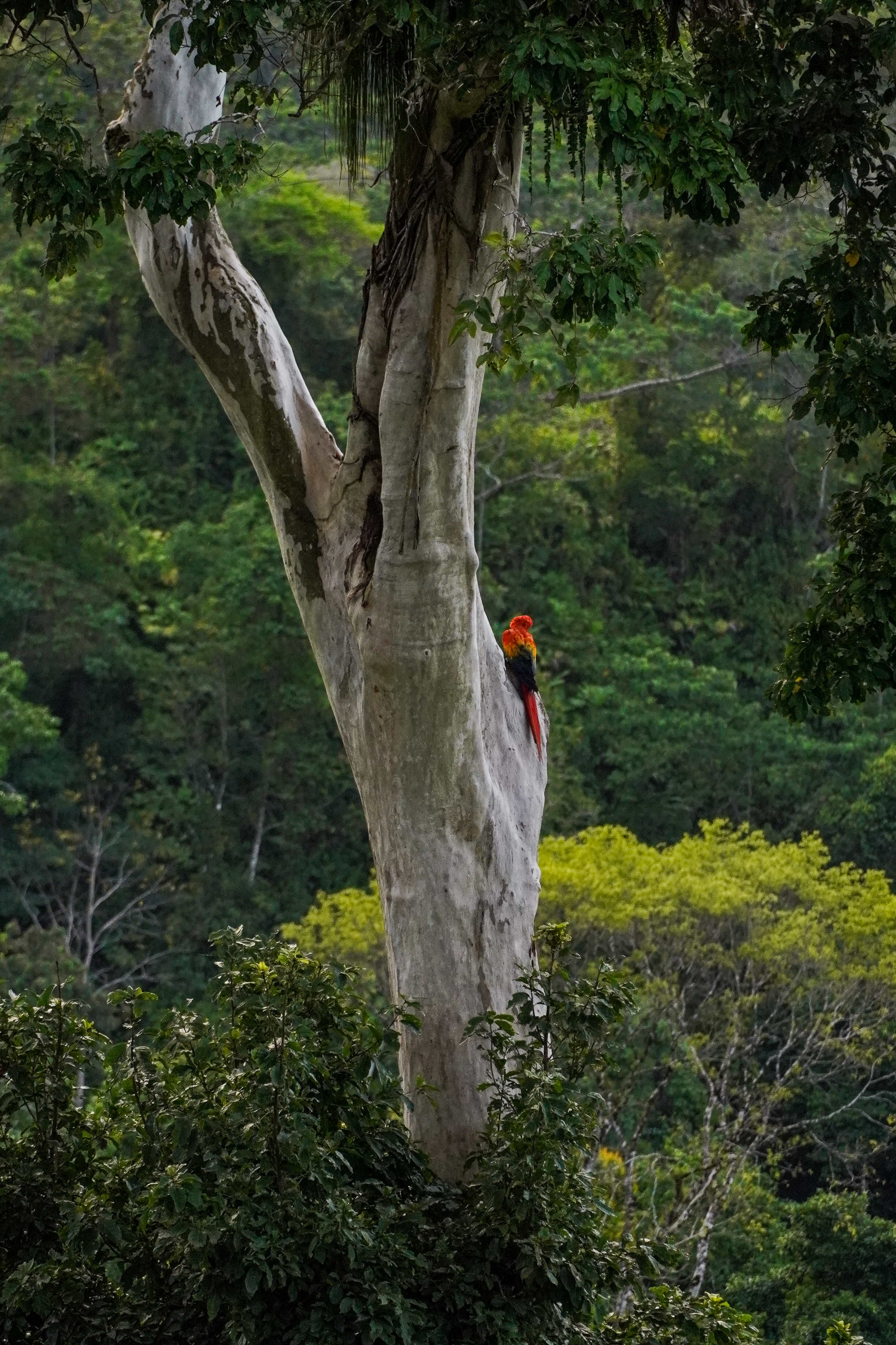 Cool bird in Costa Rica