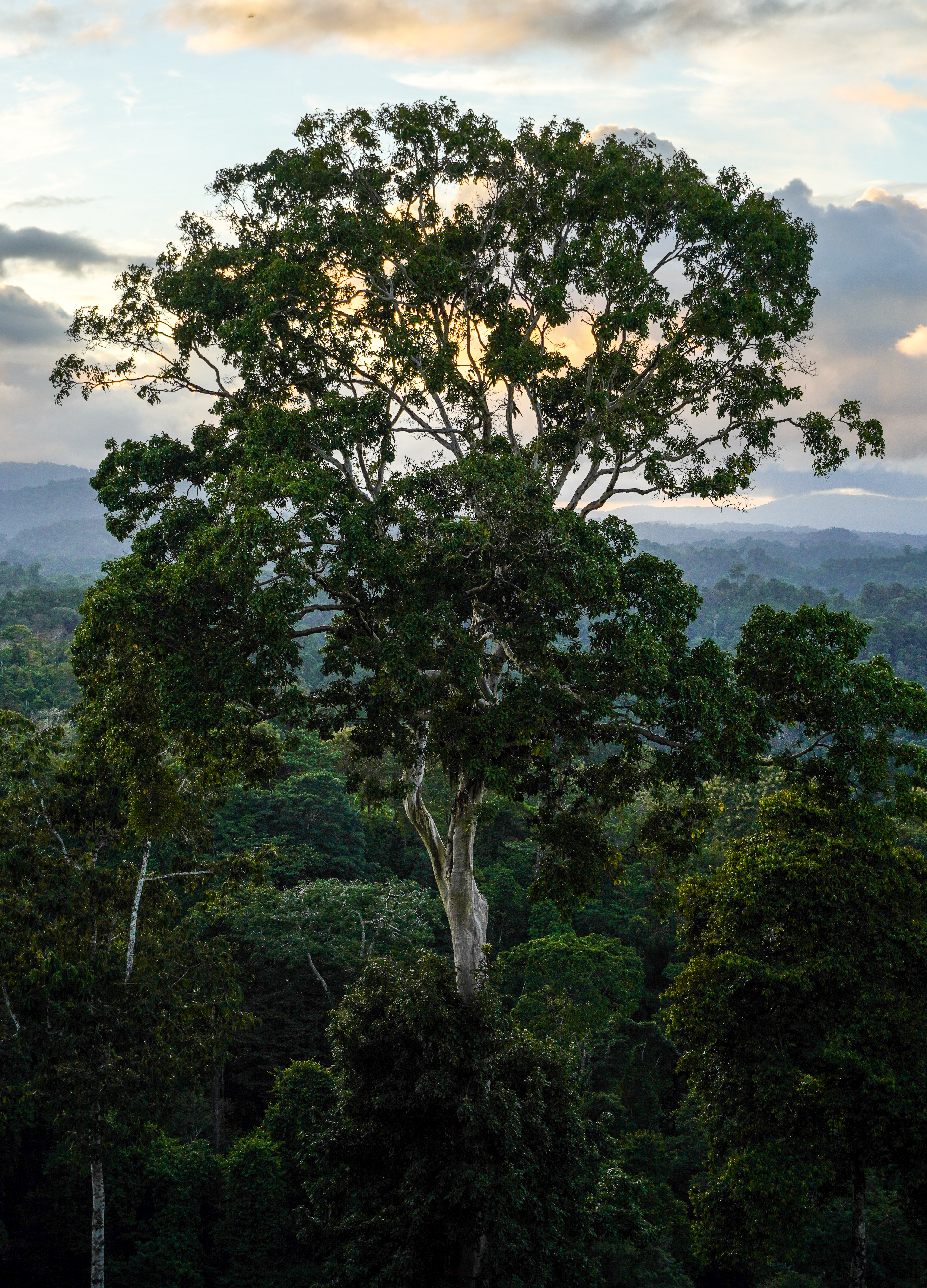 tree at mirador near farm